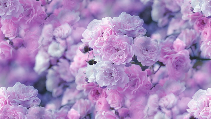 Flowers, Rose, Blossom, Close-Up, Earth, Nature, Pastel, Pink Flower