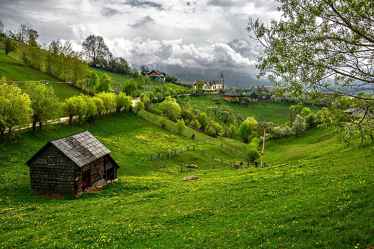 green grass field, romania, transylvania, mountains, summer, rural Scene