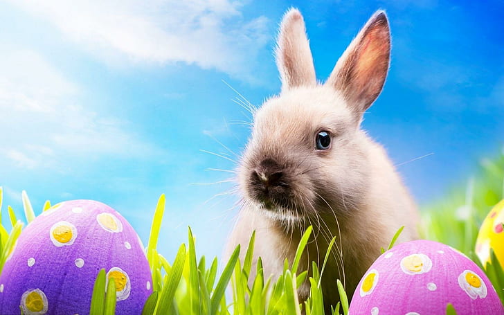 HD wallpaper: Happy Easter For All Animal Lovers!, rabbit, holiday, animals  | Wallpaper Flare