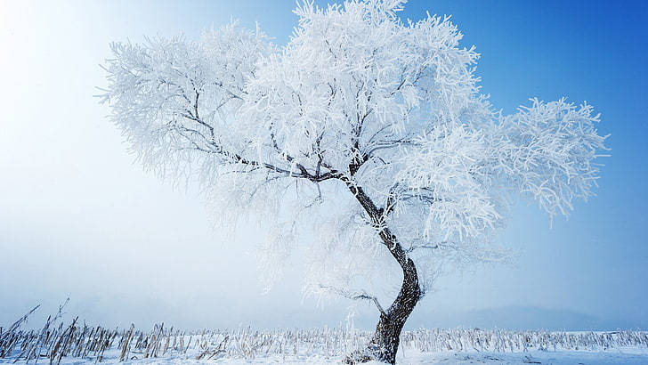 nature, ice, crystal, snow, solid, cold, frost, winter, frozen