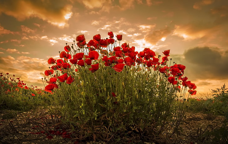 flowers, plants, red flowers, sky, sunlight, beauty in nature, HD wallpaper