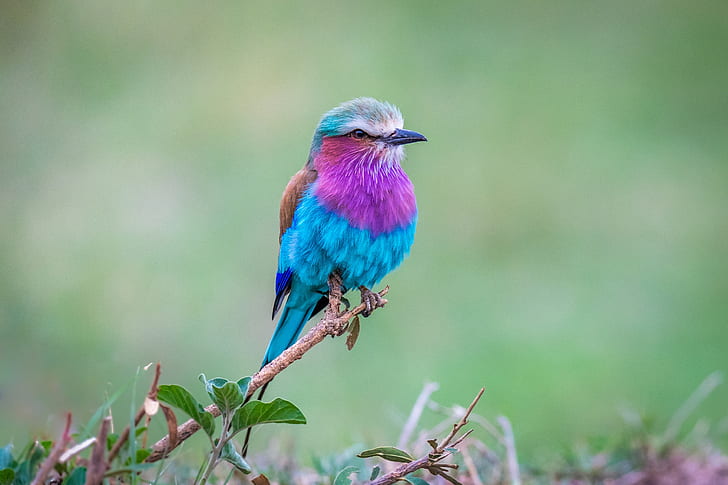 Birds, Lilac-Breasted Roller, Wildlife
