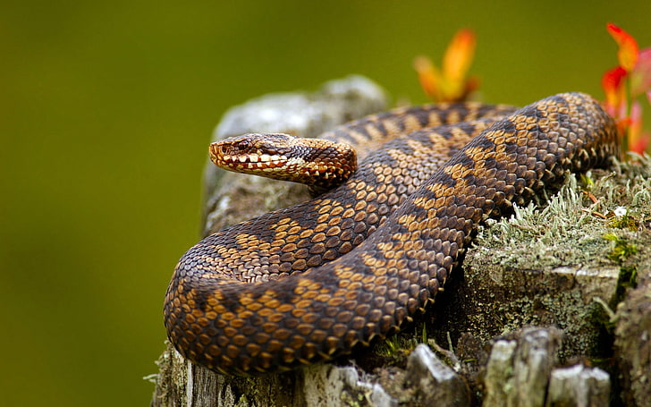 brown and black wicker basket, animals, snake, nature, reptiles, HD wallpaper