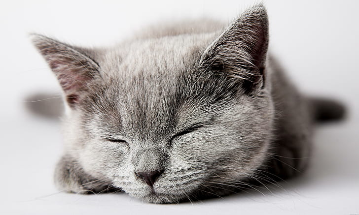 Grey cat sleeping, silver tabby kitten, animal