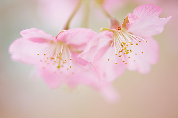 micro photography of pink petaled flowers, cherry blossom, season, HD wallpaper