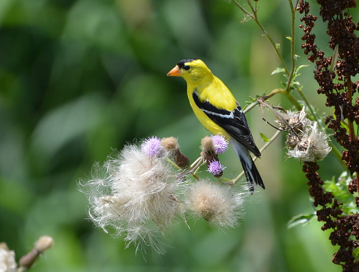 wildlife photography of yellow short beak brid, bird, nature, HD wallpaper