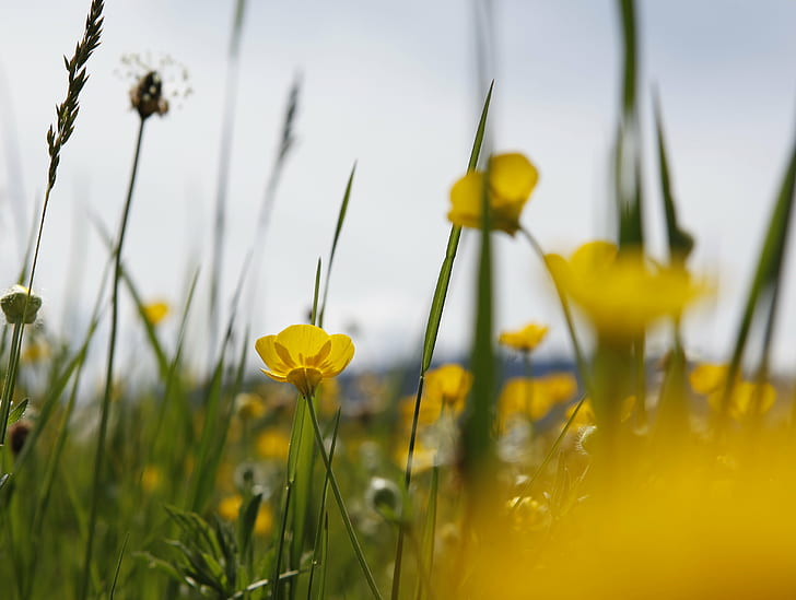 close-up photo of yellow petaled flowers during daytime, meadow