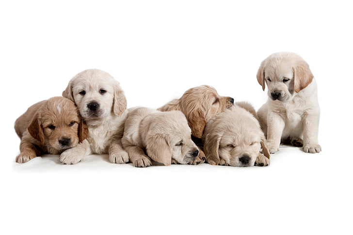 yellow Labrador retriever puppies, dogs, white background, cubs