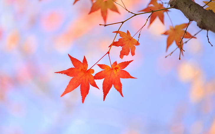 Tree branch, leaves, red maple, Japanese, maple leaf
