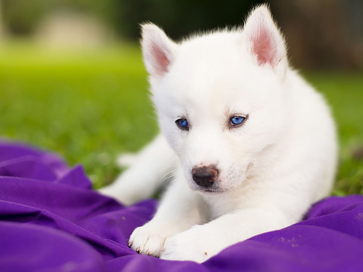 short-coated white puppy, blue eyes, Siberian husky, dog, pets