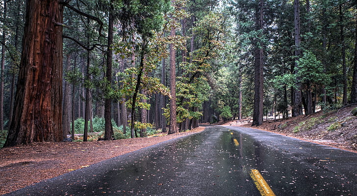 trees, road, sequoias, pine trees, forest, nature, HD wallpaper