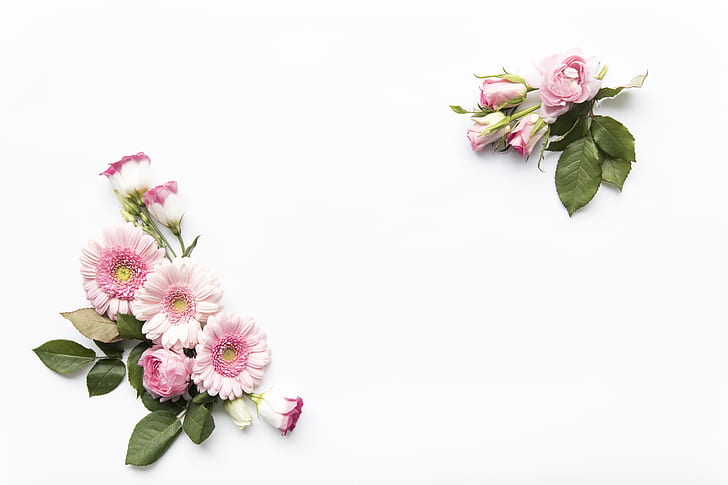 HD wallpaper: flowers, Pink, white background, Rose, leaves, Decor |  Wallpaper Flare