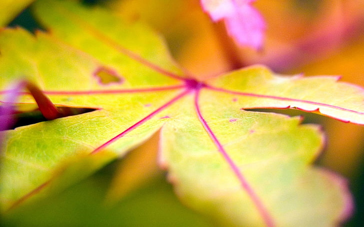 green leafed plant, nature, macro, leaves, close-up, plant part, HD wallpaper