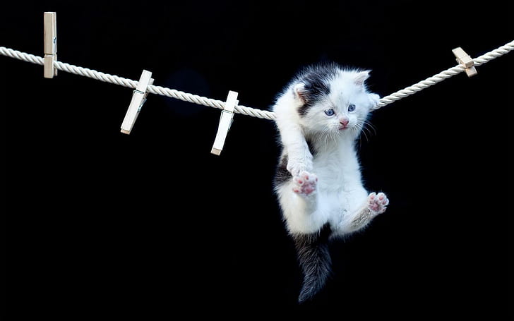 Hanging kitty, love, clothesline, HD wallpaper