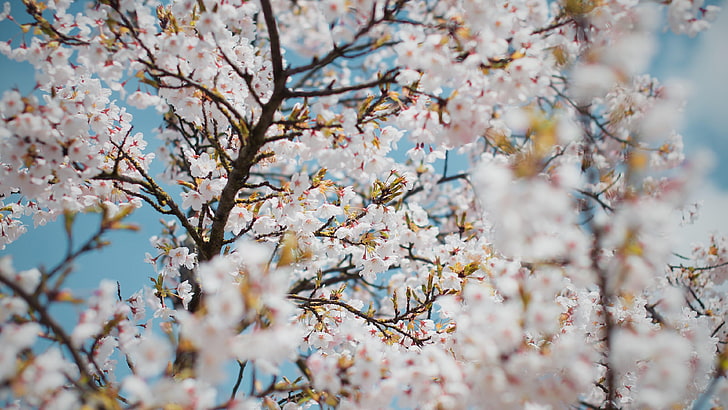 flowery tree, spring, blooming, blossom, HD wallpaper