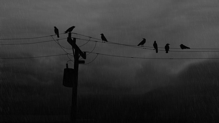 seven black crows, birds, raven, power lines, utility pole, vertebrate, HD wallpaper
