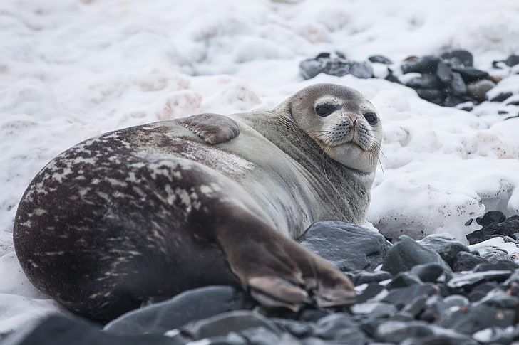 black sea lion, seal, fat, lying, seal - Animal, mammal, nature, HD wallpaper