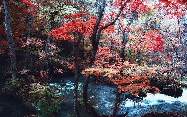 red trees painting, nature, landscape, maple leaves, river, Japan, HD wallpaper