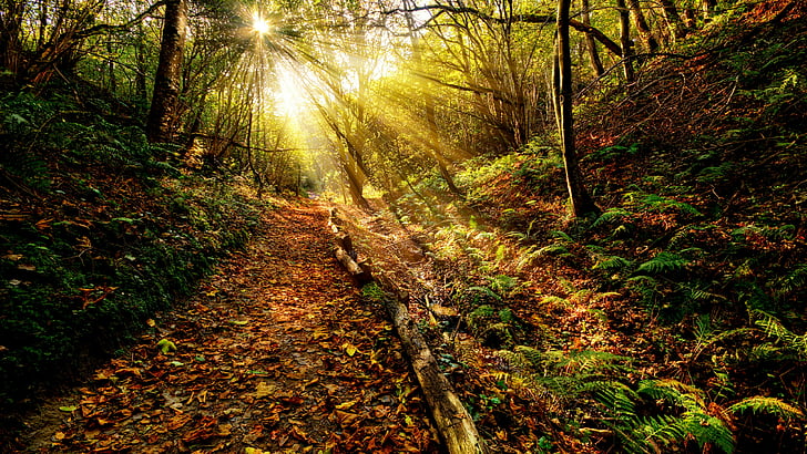 woodland, nature, forest, woods, path, forest path, deep forest