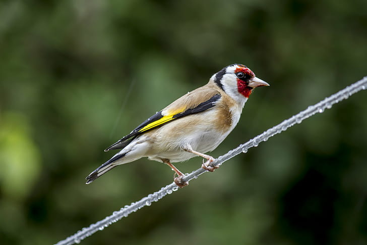 European Goldfinch perch on wire during daytime, rain, Peterborough