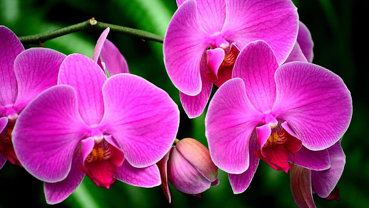 flowers, orchids, pink flowers, petal, flowering plant, vulnerability, HD wallpaper