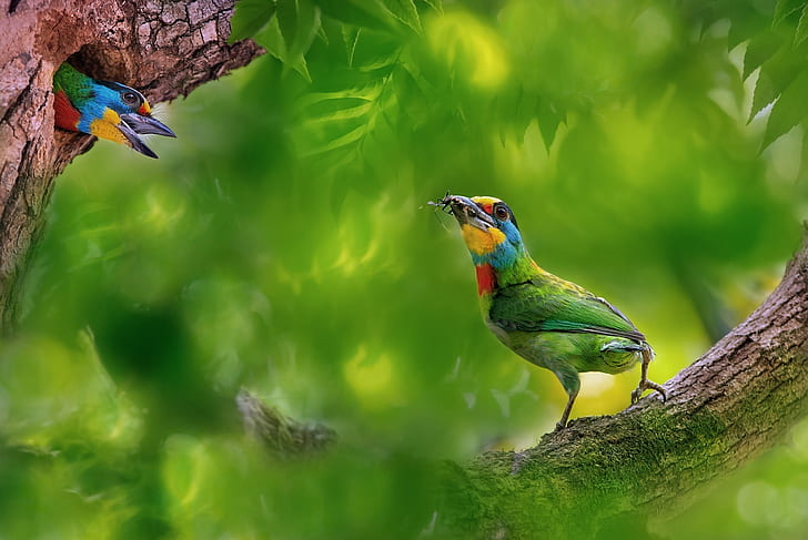 HD wallpaper: nature, green, animals, birds, trees, branch | Wallpaper Flare