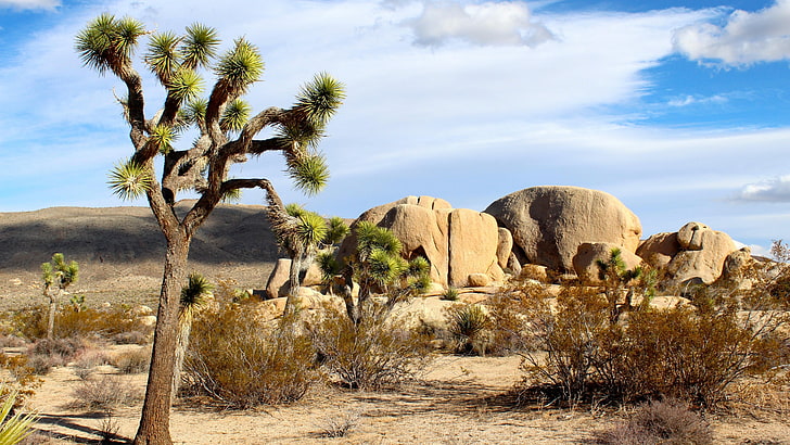 desert, landscape, joshua tree national park, rock, mojave desert, HD wallpaper