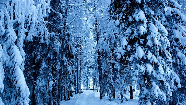 O Iarna Ca In Povesti, trees, winter, poveste, 3d and abstract, HD wallpaper