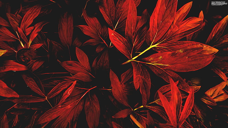 red leaves, nature, fall, Ivan Trendafilov, plant, growth, close-up