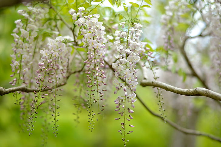 Inflorescences, tree, Nature, wisteria
