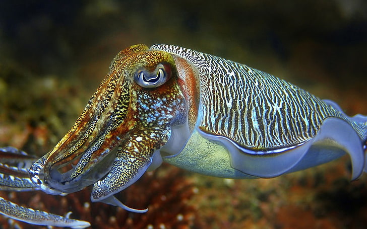 Cuttlefish Underwater World Desktop Wallpaper Hd For Mobile Phones And Laptops 4931