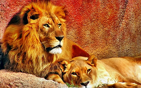 HD wallpaper: Mother's Love, lion, animal, animals | Wallpaper Flare