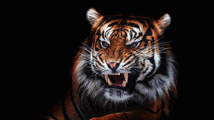 eyes, look, face, close-up, tiger, portrait, mouth, fangs, evil, HD wallpaper