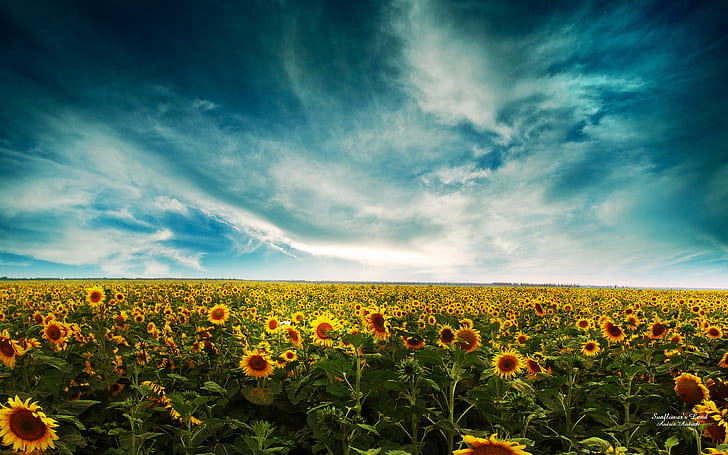 HD wallpaper: Sunflowers Landscape HD, fantasy, dreamy | Wallpaper Flare