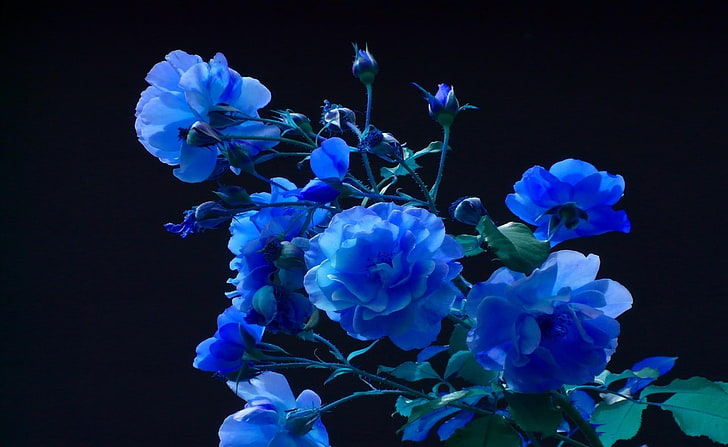 blue flowers, rose, buds, garden, black background, nature, plant, HD wallpaper
