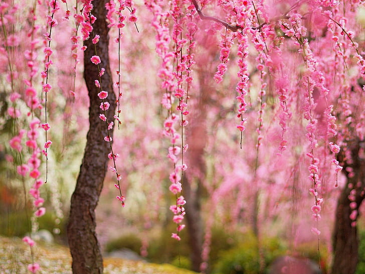 Beautiful spring, pink flowers bloom, trees