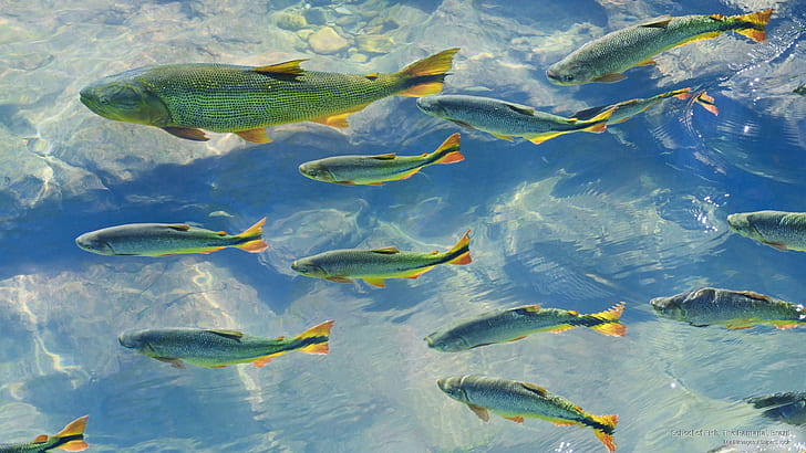 School of Fish, The Pantanal, Brazil, South America, HD wallpaper
