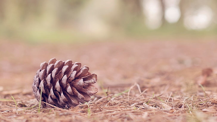 brown pine cane, nature, pine cones, ground, selective focus, HD wallpaper