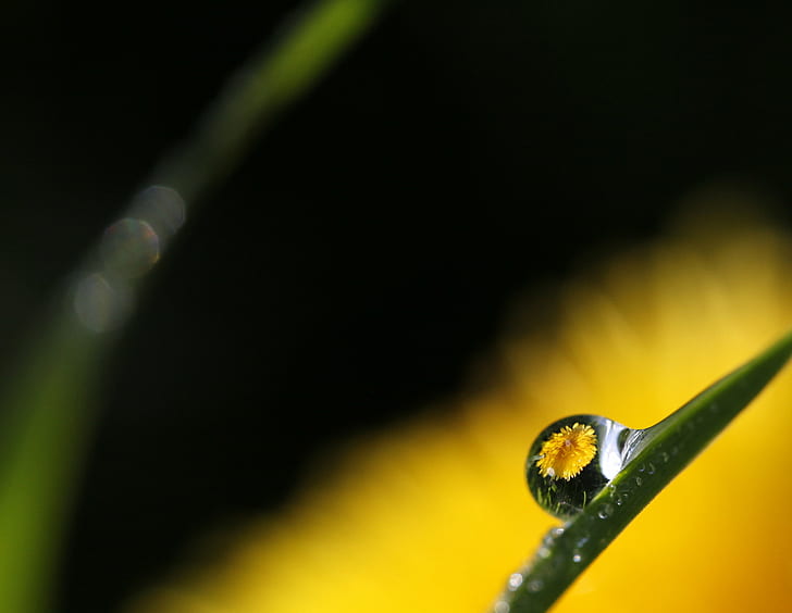 selective focus photography of a dewdrop reflecting a yellow flower, dandelion, dandelion