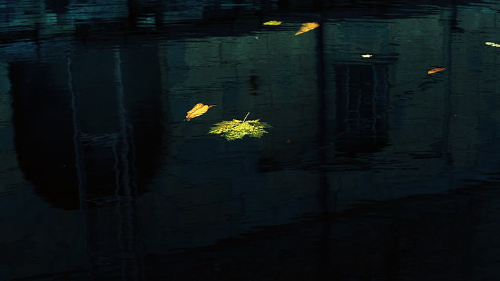 green leaf, water, leaves, floating, nature, dark, backgrounds, HD wallpaper