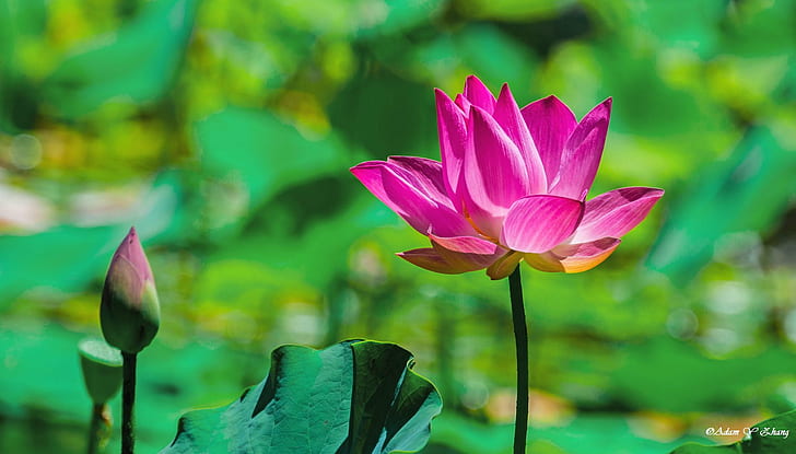 shallow focus photography of pink Lotus flower, Telephoto, Nikon  DSLR, HD wallpaper