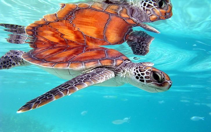Marine Honu Turtle Bora Bora South Polynesia Desktop Background 3840×2400, HD wallpaper