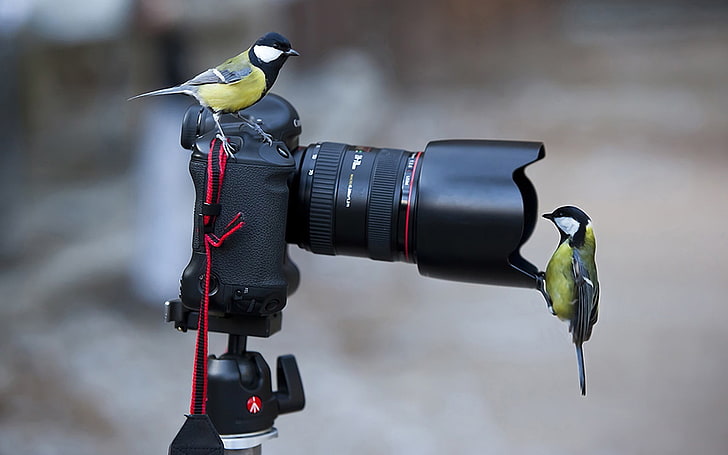 black DSLR camera, photography, birds, titmouse, Canon, animals, HD wallpaper