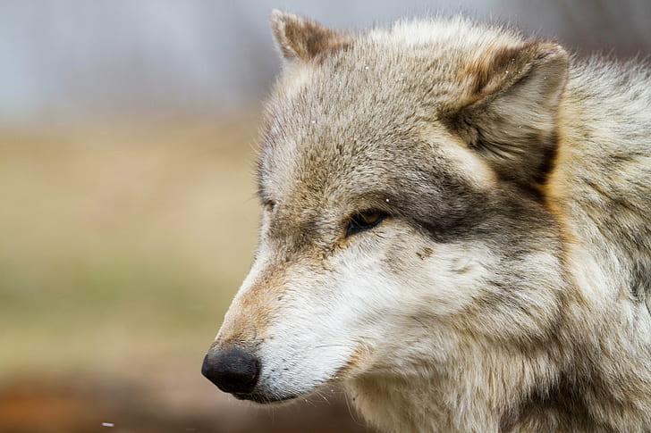 selected focus of long-coated brown and gray face of wolf, wolves, wolves