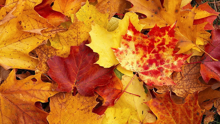 brown and red maple leaf, fall, leaves, autumn, nature, season, HD wallpaper