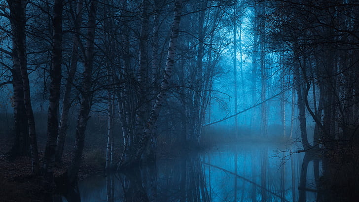 blue landscape, blue hour, twilight, forest, riparian forest, HD wallpaper