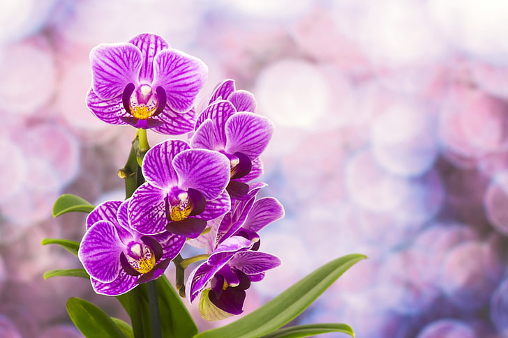 pink moth orchid flower, flowers, orchids, flowering, nature, HD wallpaper
