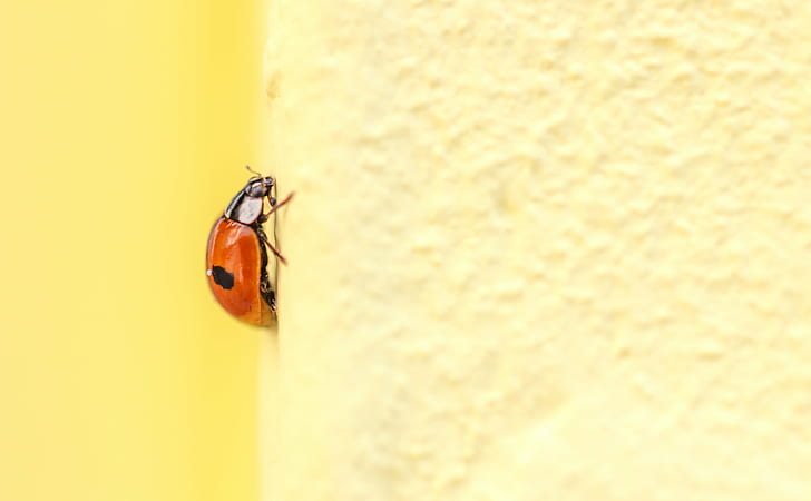 red 2-spotted Ladybug beetle, ladybug, Adalia bipunctata, Adalia  bipunctata, HD wallpaper