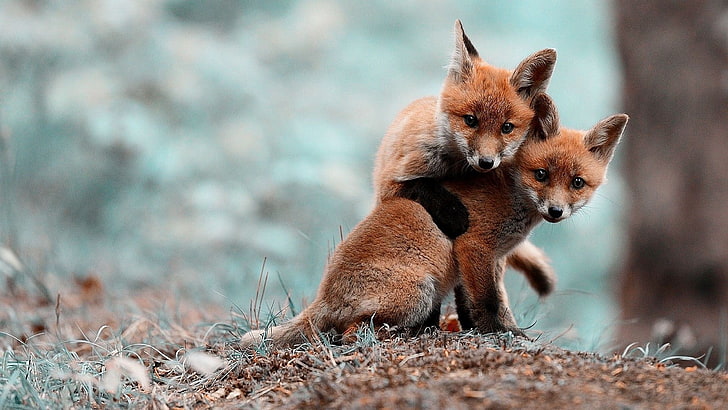 two orange foxes, close up photography two brown foxes, cubs, HD wallpaper