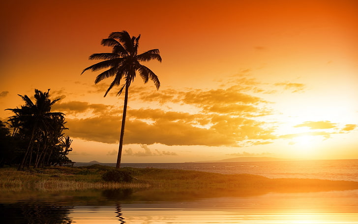 beach, palm trees, sunset, sunlight, sky, clouds, water, beauty in nature